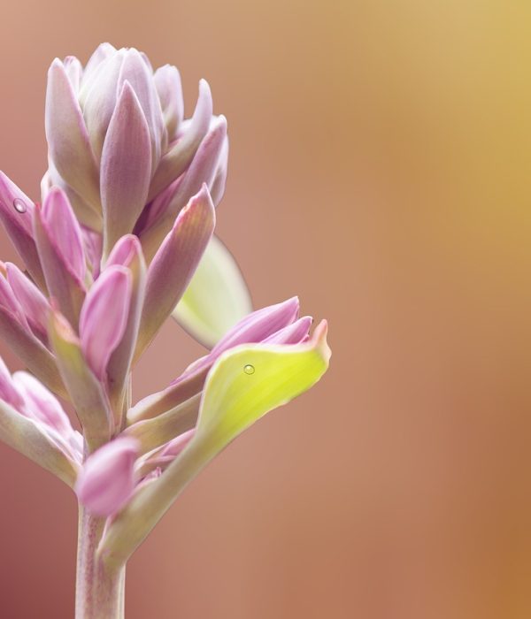 flower, plant, bloom-7396126.jpg