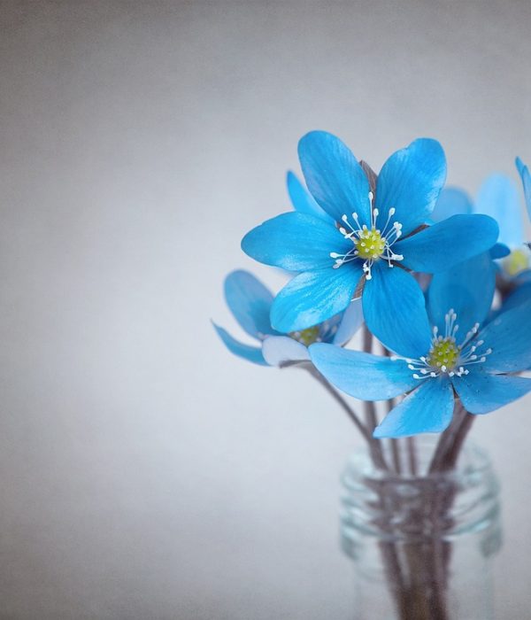 liverflower, blue, flower-1393813.jpg