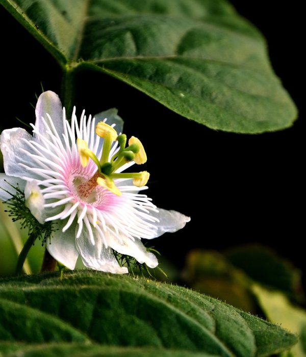 passiflora, passion flower, flower-7027917.jpg